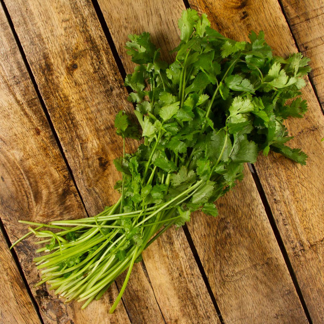Cilantro - (bundle)